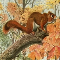 Диви животни от N. America Red Squirrel Poster Print от L.A. Fuertes