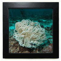 Океан зелено медузи наука природа черна квадратна рамка картина стена настол