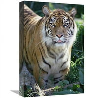 в. Бенгалски портрет на тигър, Woodland Park Zoo Print - Gerry Ellis