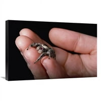 в. Скачащ паяк, държан в Human Hand, Флорида Арт Печат - Марк Мофет