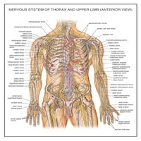 24x30in Анатомични диаграми Нервна система на Тора и Горния крайник Преден изглед 【Фото хартия】
