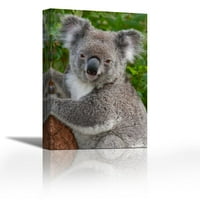 Koala, Австралия - Съвременна изящна изкуство Giclee on Canvas Gallery Wrap - Wall Décor - Art Rainting - Готов за окачване